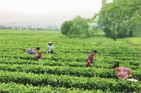 博源国际,油茶莳植生产加工销售,植物油莳植生产加工销售