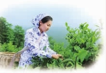 博源国际,油茶莳植生产加工销售,植物油莳植生产加工销售