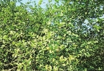 博源国际,油茶莳植生产加工销售,植物油莳植生产加工销售